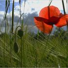 nochmal Mohn