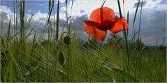 nochmal Mohn