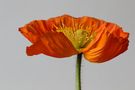 Nochmal Mohn :-)) by Isus 