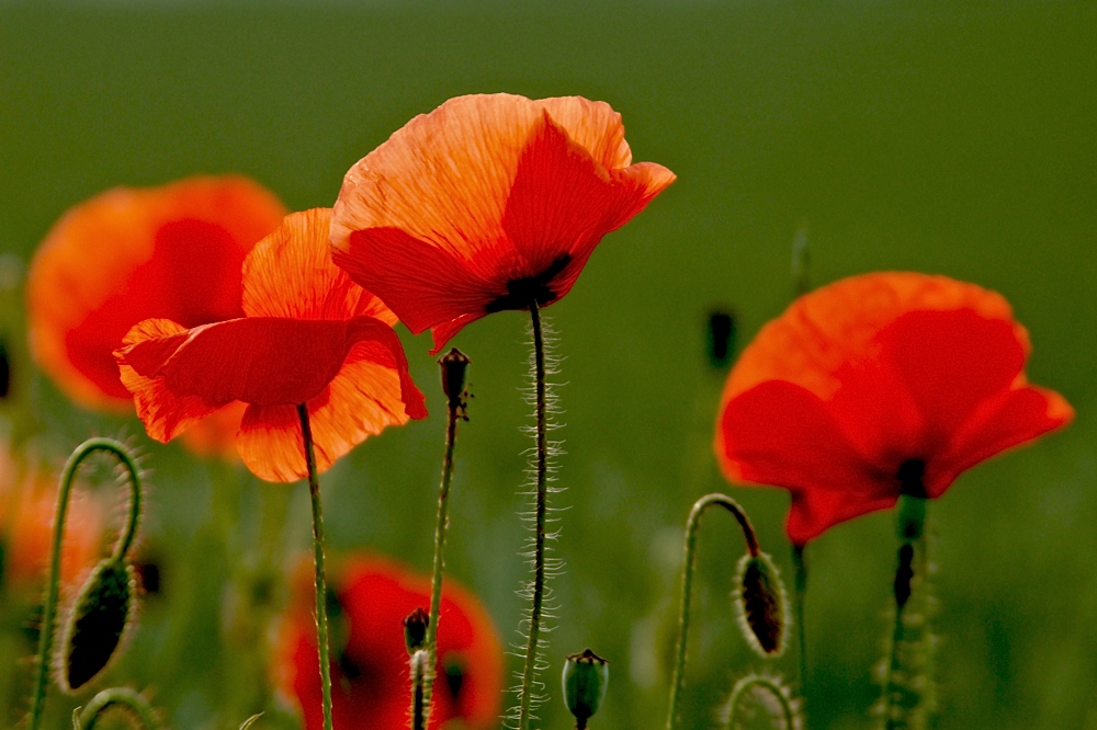 Nochmal Mohn