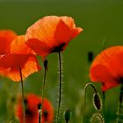 Nochmal Mohn