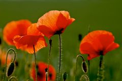 Nochmal Mohn