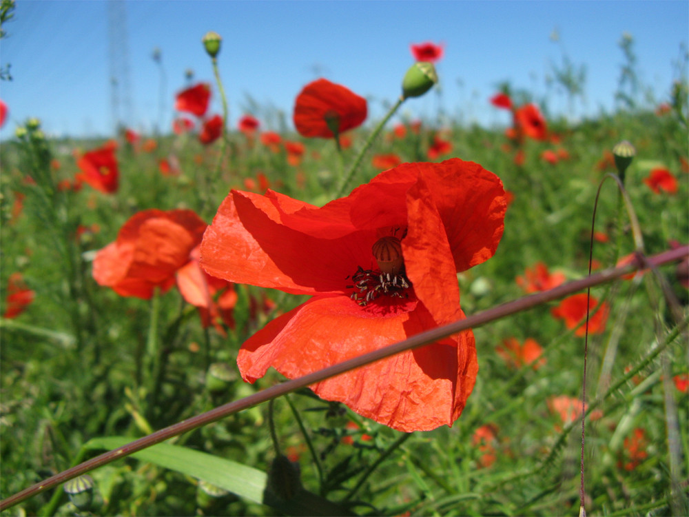 Nochmal Mohn