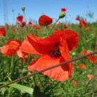 Nochmal Mohn