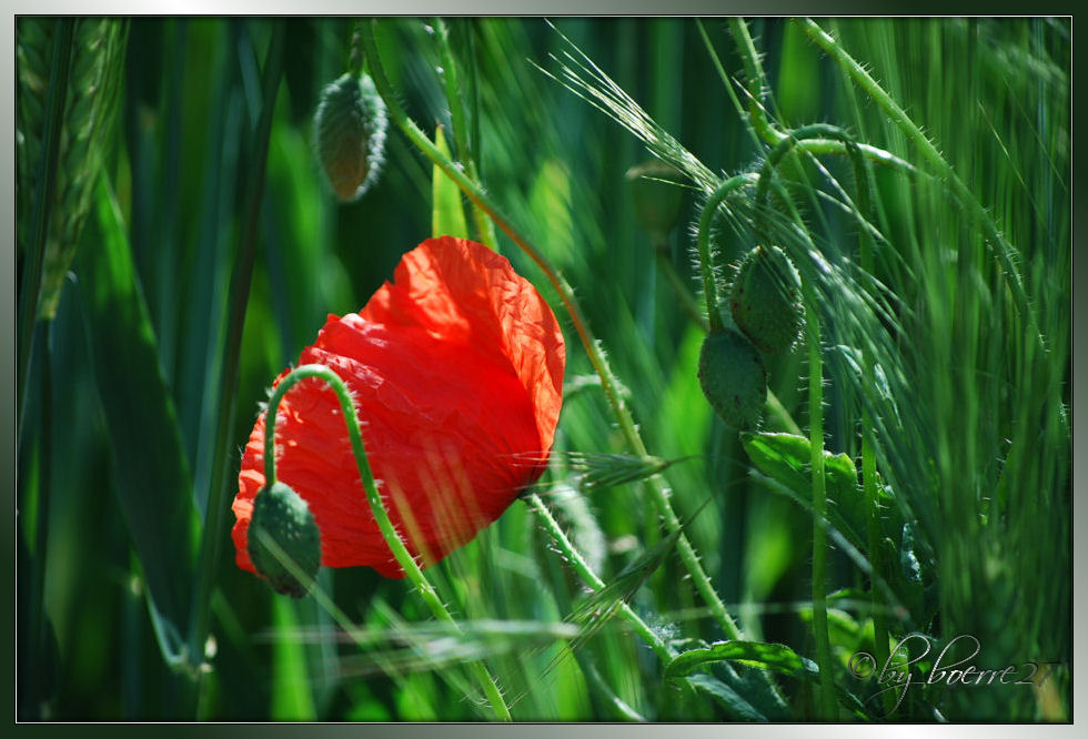 Nochmal Mohn, weil ich ihn so mag