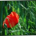 Nochmal Mohn, weil ich ihn so mag