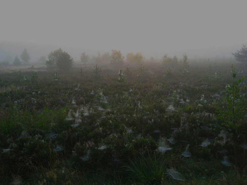 Nochmal Nebel über der Heide