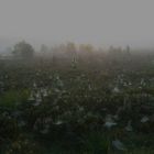Nochmal Nebel über der Heide