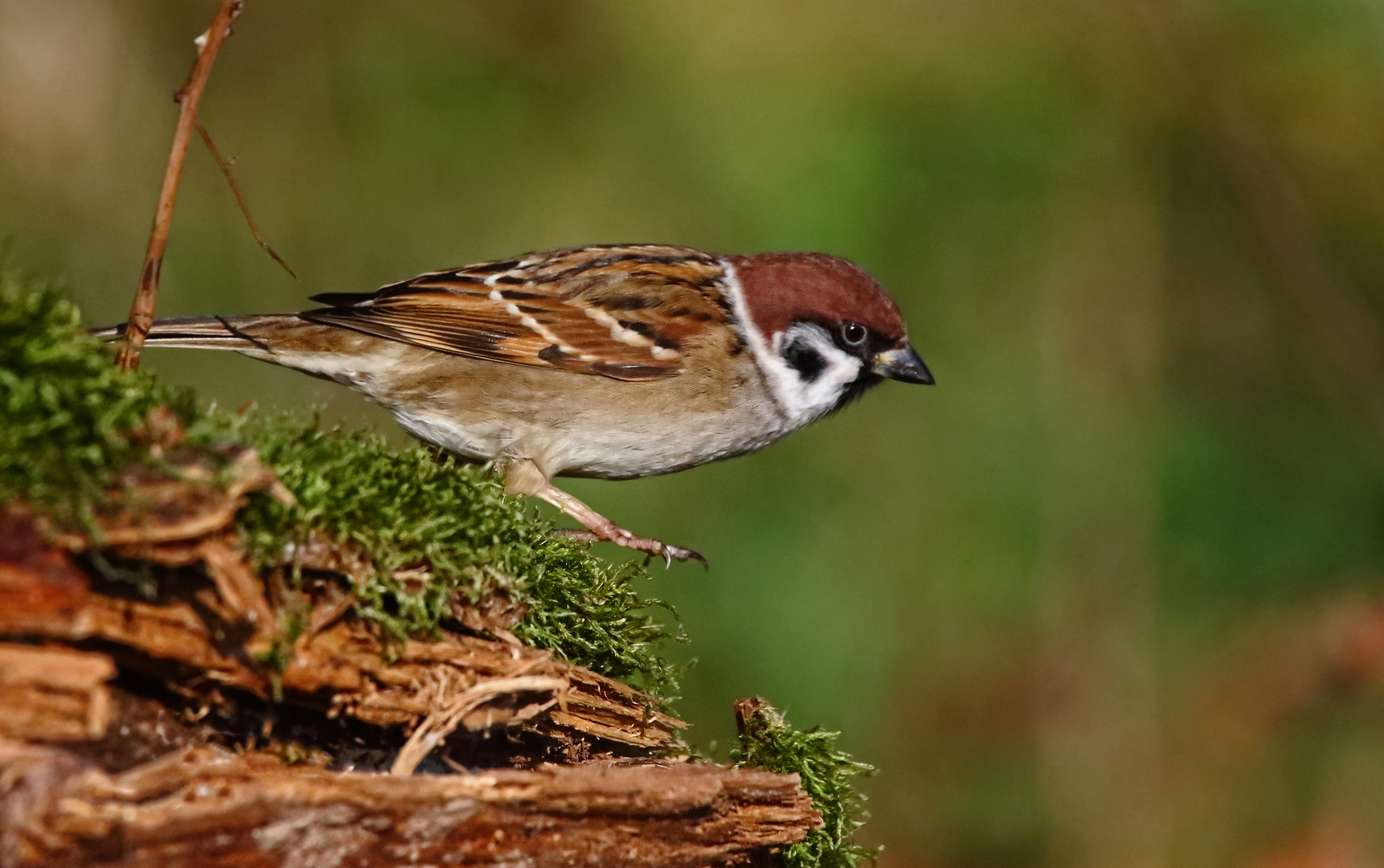 "Nochmal nur ein Spatz ..." mit saublöder Kameraeinstellung