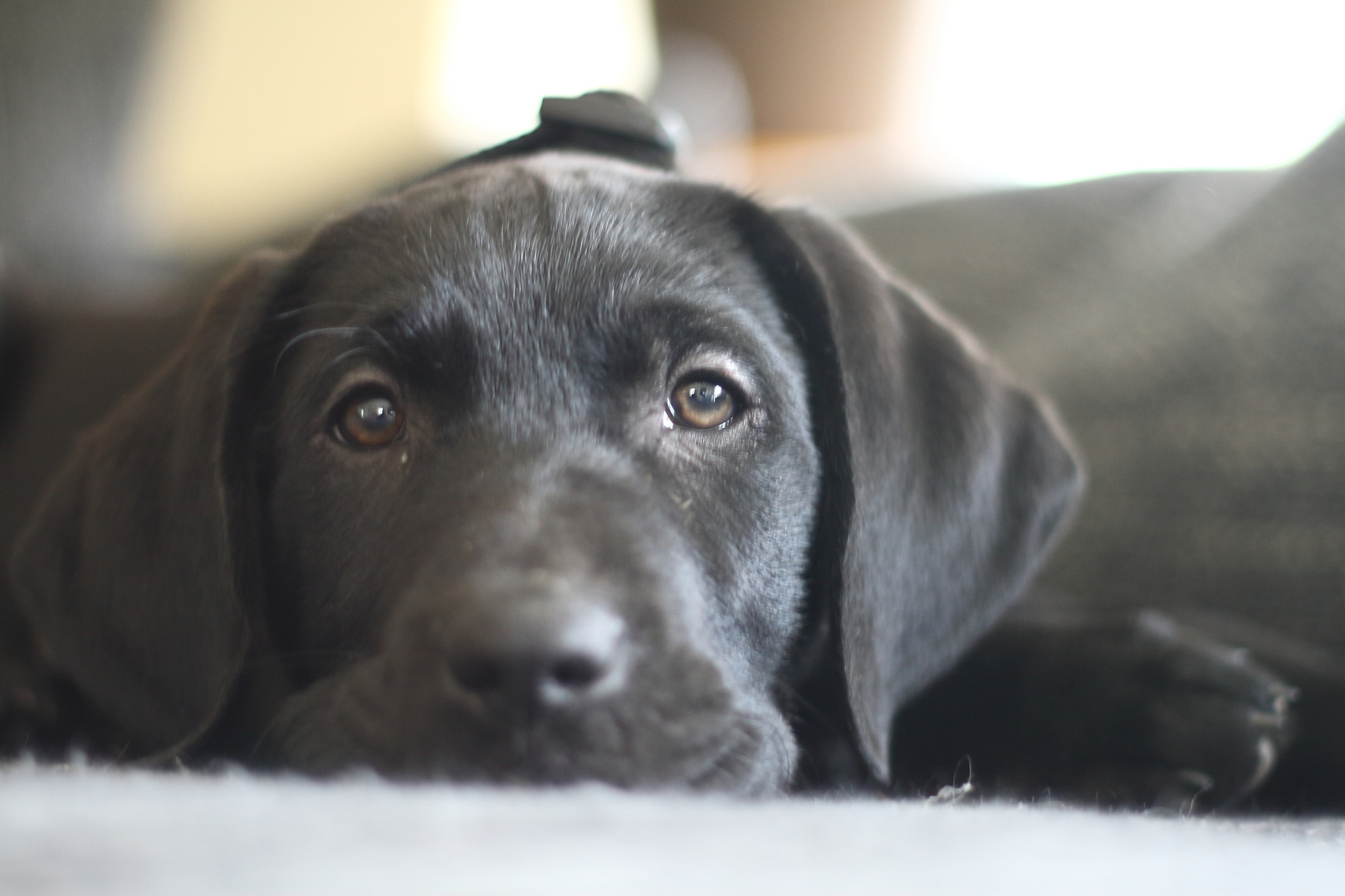 Odin Hund