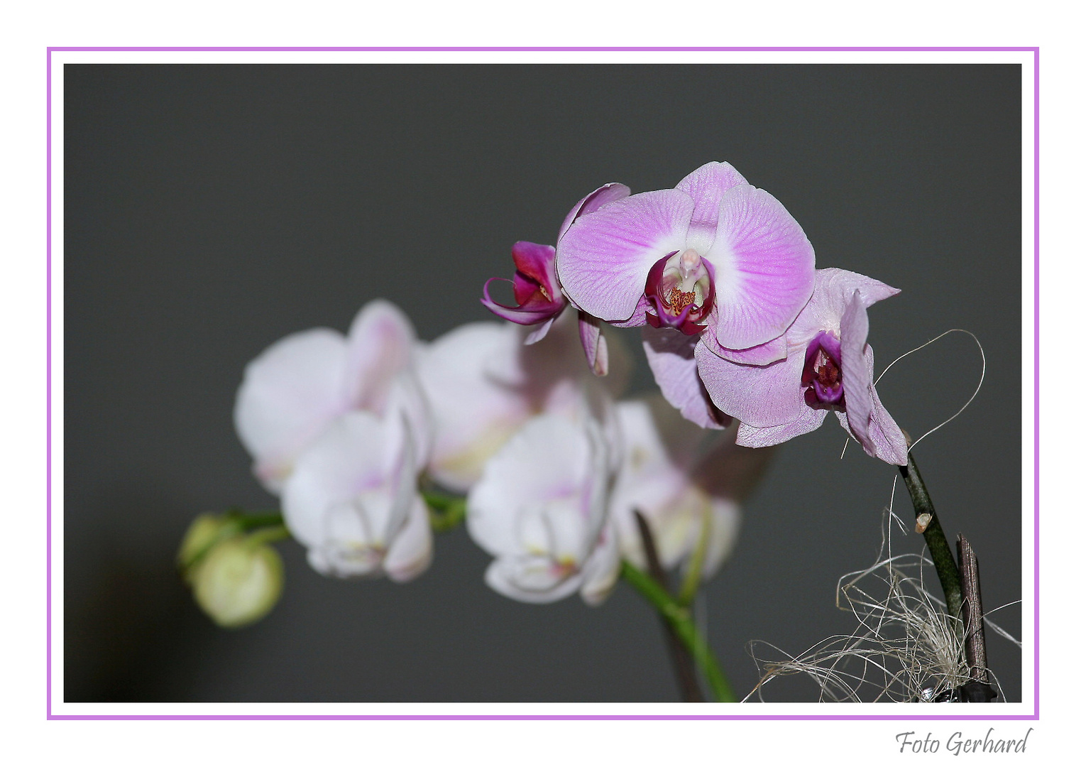 Nochmal Orchidee