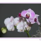 Nochmal Orchidee