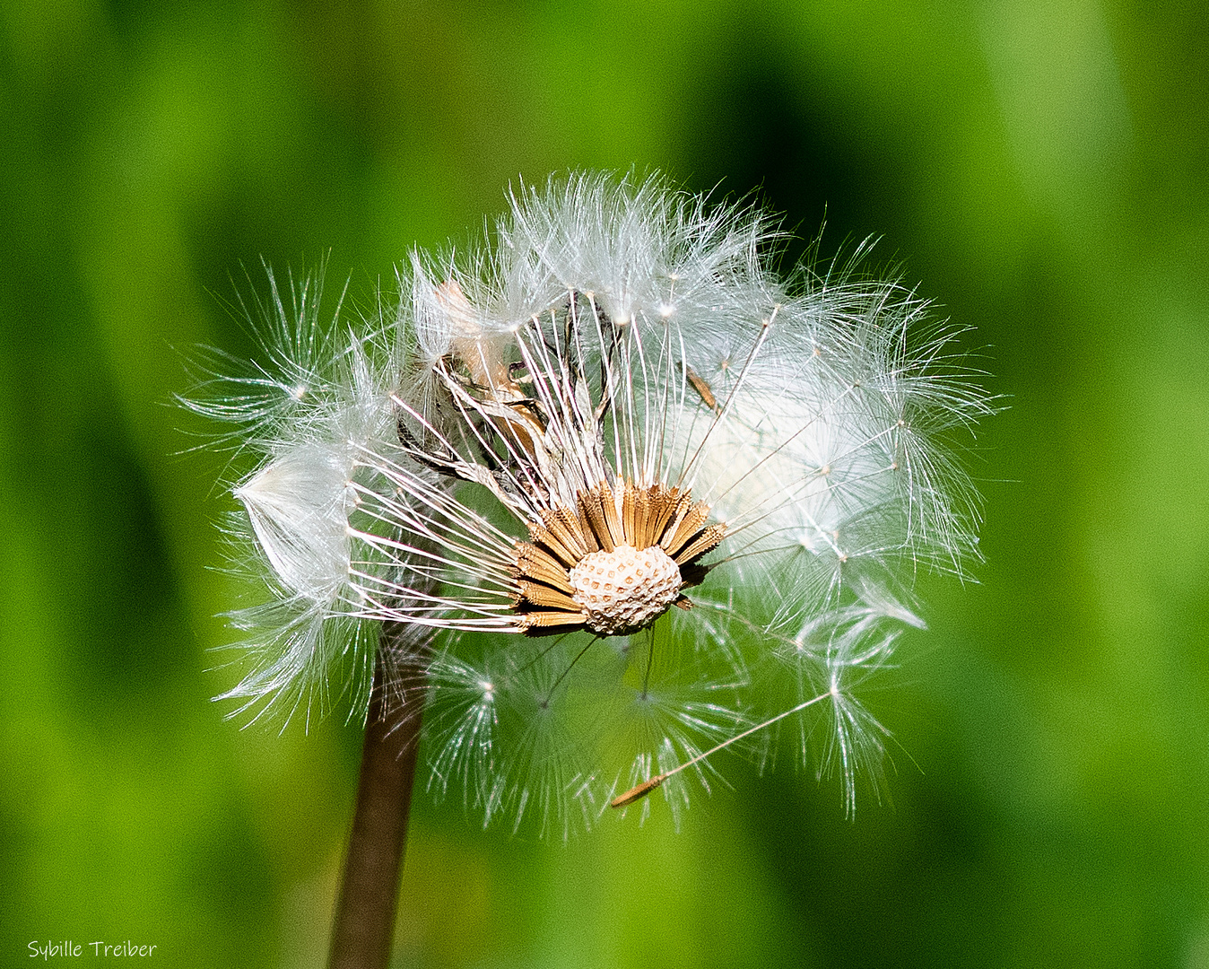 Nochmal Pusteblume