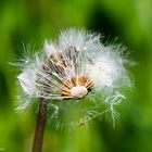 Nochmal Pusteblume