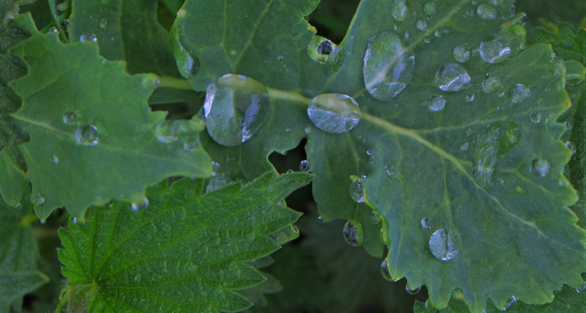 nochmal Regentropfen (gotas de lluvia otra vez)