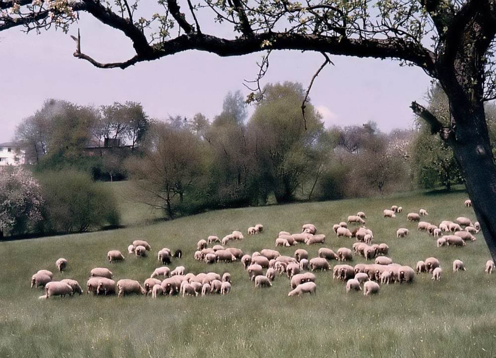 Nochmal Schafe zählen
