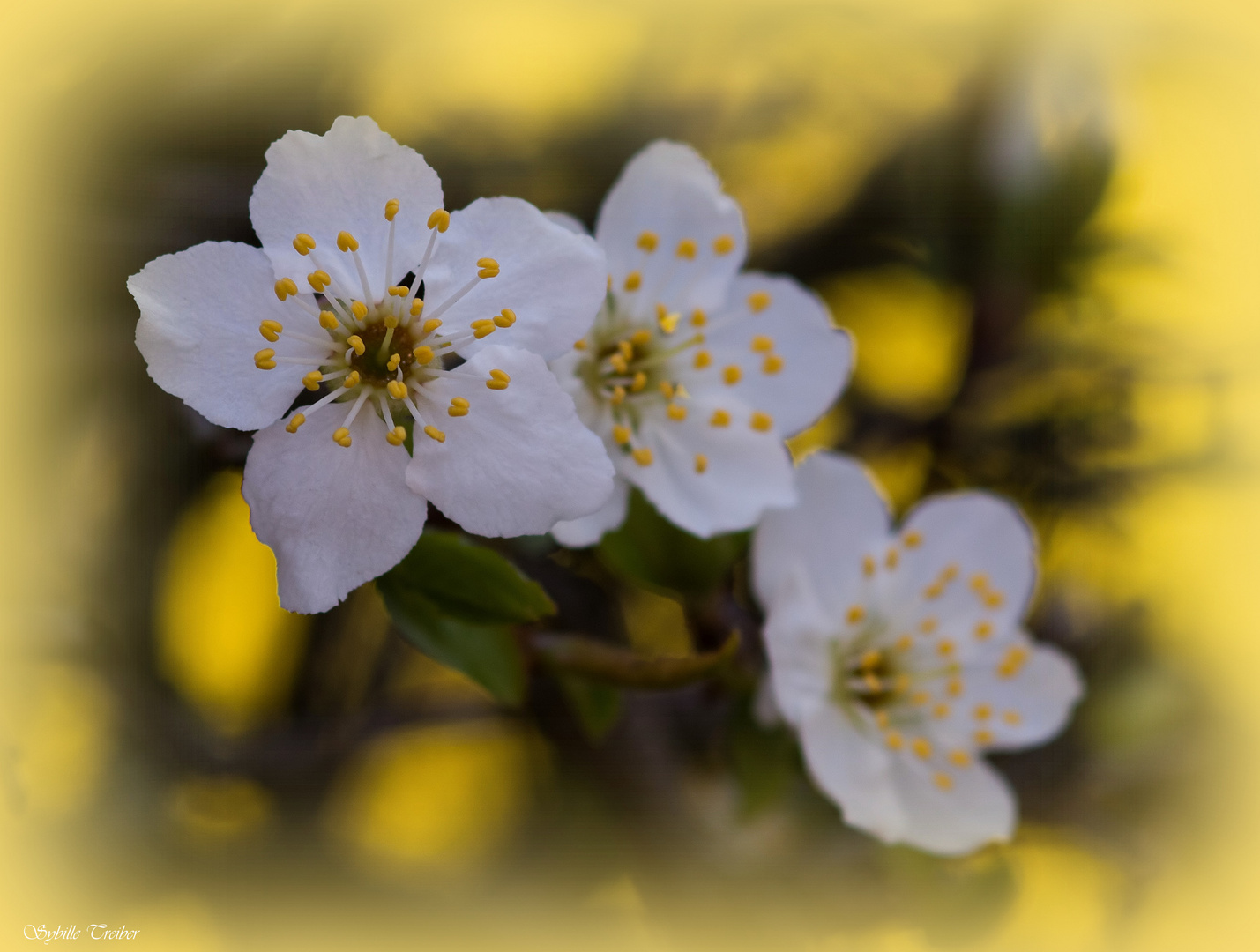 Nochmal Schlehenblüte