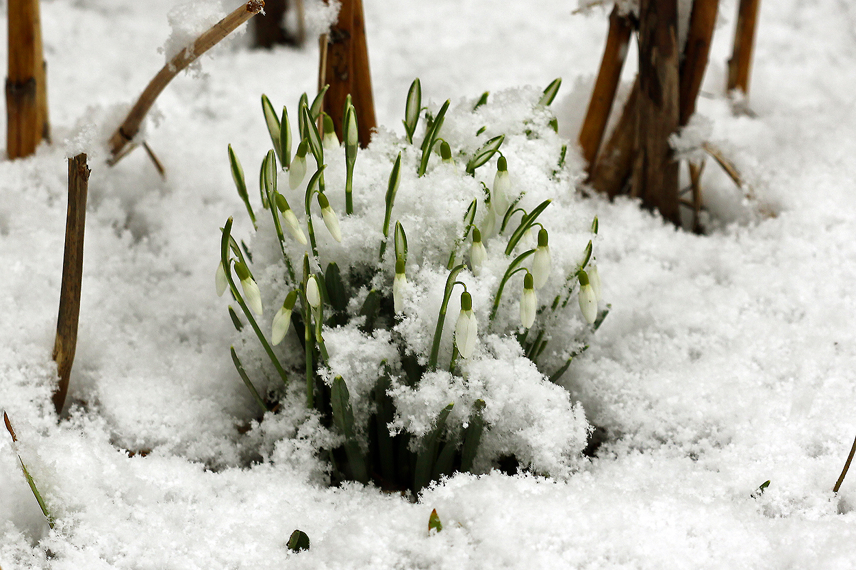 nochmal Schnee 