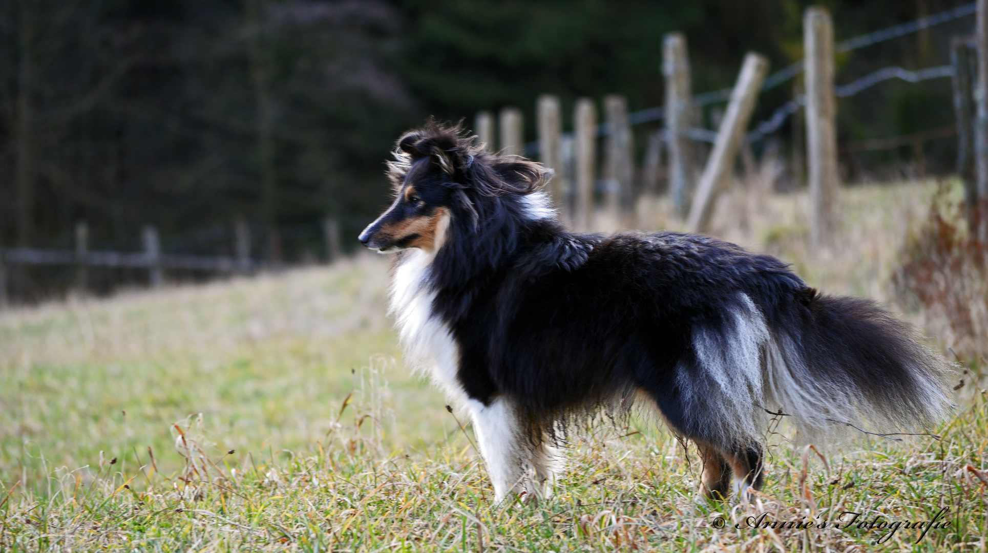 Nochmal Sheltie Hündin Tara