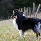 Nochmal Sheltie Hündin Tara