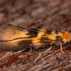 Nochmal so ein Winzling - Bucculatrix thoracella