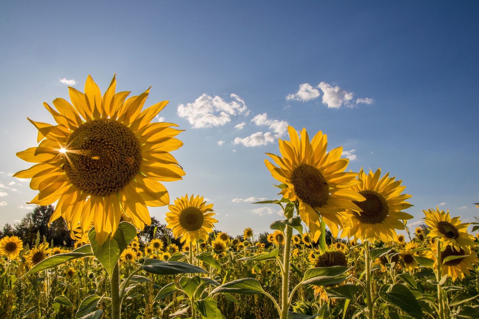 Nochmal Sommer