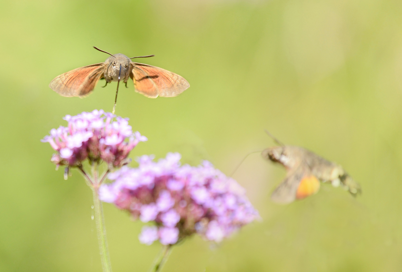 Nochmal Sommer