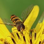 nochmal Sonne und Pollen "tanken"