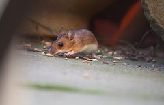 Nochmal unsere Waldmaus