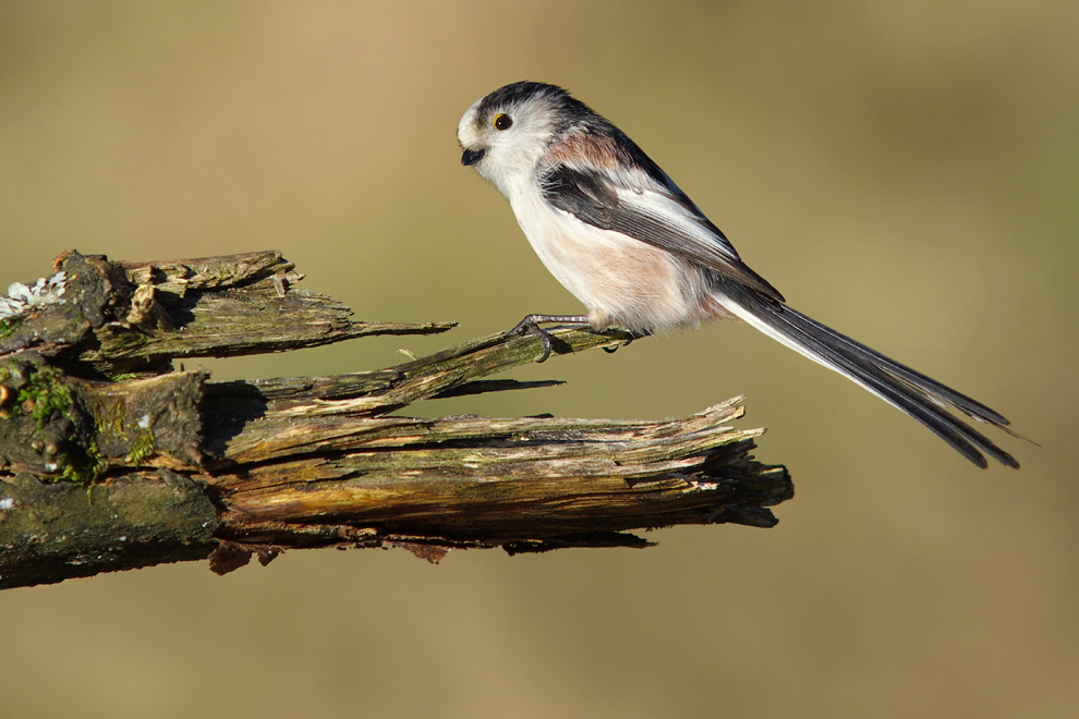 nochmal vogel auf ast