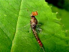 Nochmal von oben - die lustigen Augen des Eintagsfliegenmännchens - . . .