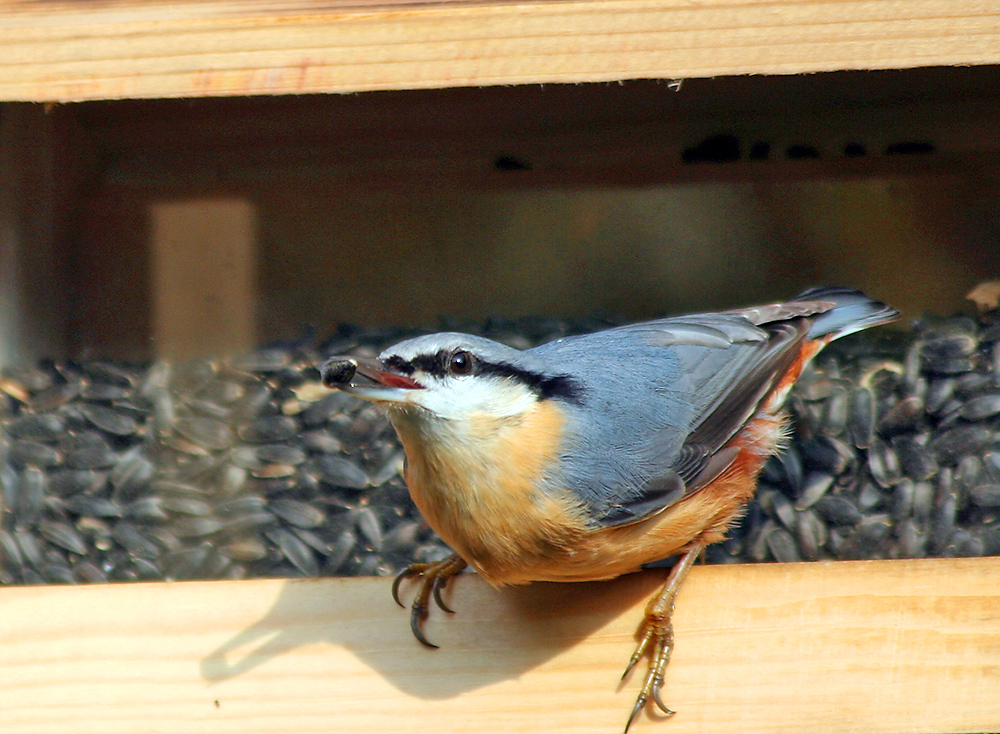 nochmal vor dem neuen Futterhäuschen