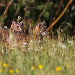 Nochmal was von den Katzentrupp im und am Waldrand