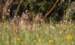 Nochmal was von den Katzentrupp im und am Waldrand