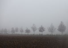 Nochmal was zu "The Fog"...