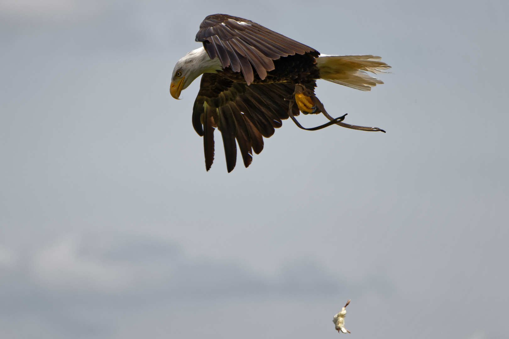 Nochmal: Weißkopfseeadler mit ... ups ... ohne Beute im Flug