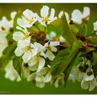 nochmal Wildkirschenblüten