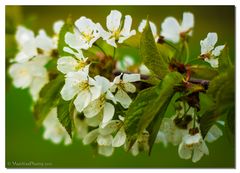 nochmal Wildkirschenblüten