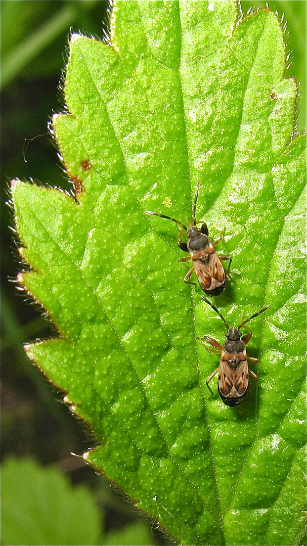 Nochmal Zwerge: Nesselwicht (Scolopostethus affinis), gehören zu den Bodenwanzen (Lygaeidae)