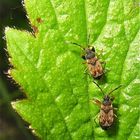 Nochmal Zwerge: Nesselwicht (Scolopostethus affinis), gehören zu den Bodenwanzen (Lygaeidae)