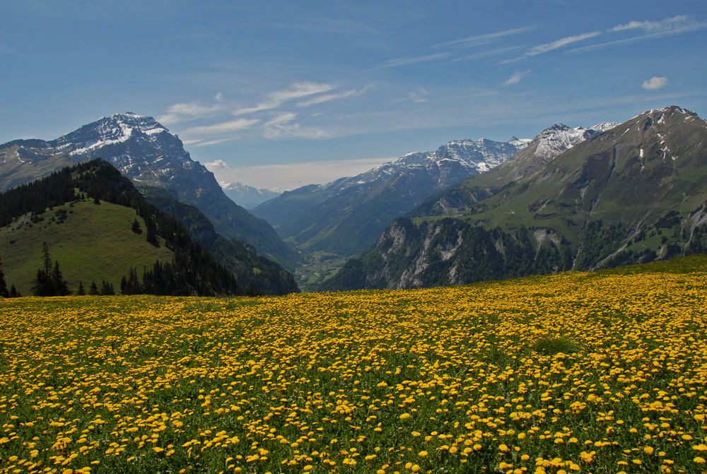 Nochmals Alp Maton - ein gelber Teppich