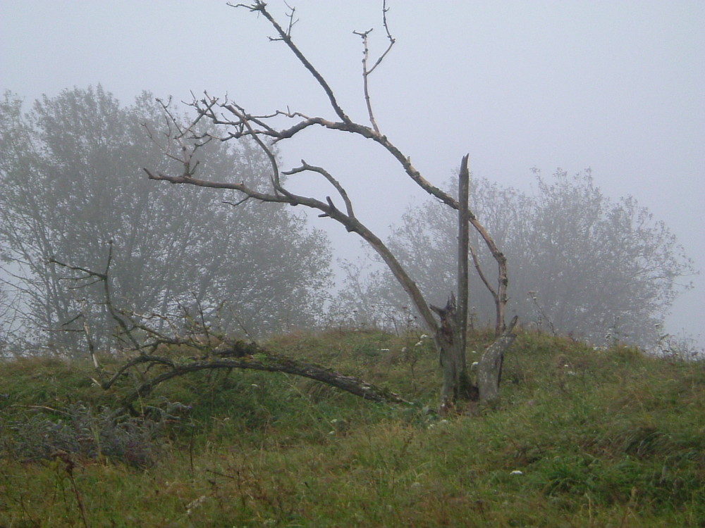 nochmals auf den gelben Berg bei Nebel