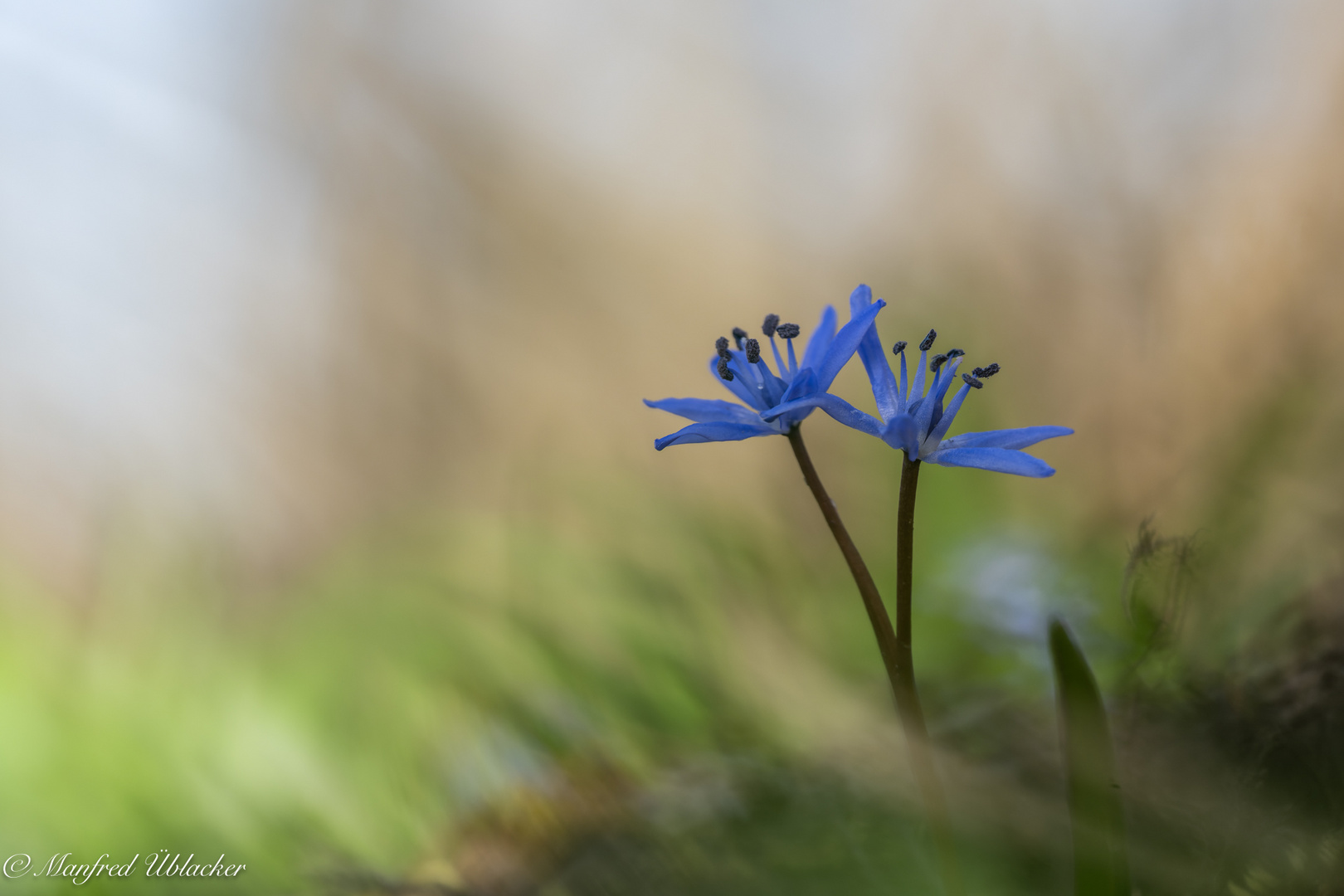 Nochmals bei den Blausternen ...