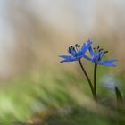 Nochmals bei den Blausternen ...