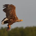 --nochmals beim "Rückflug" erwischt!