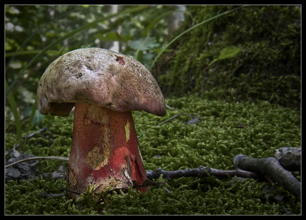 Nochmals Boletus rubrosanguineus