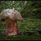 Nochmals Boletus rubrosanguineus