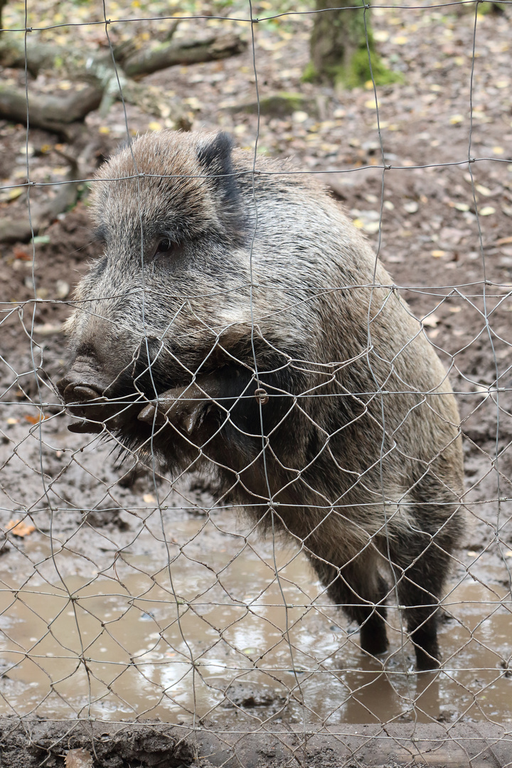 Nochmals die anhängliche Wildsau