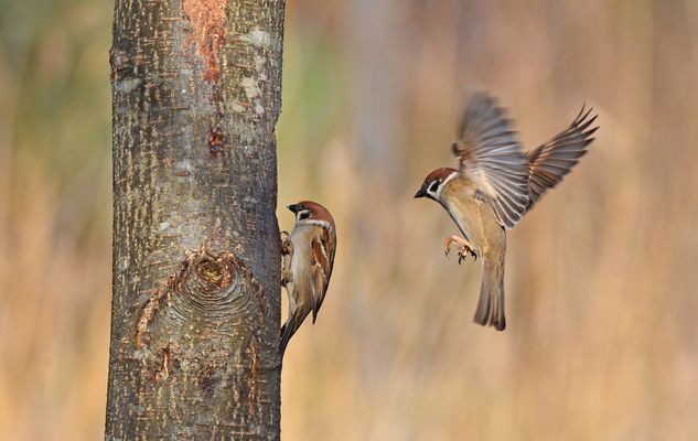 Nochmals die Feldspatzen