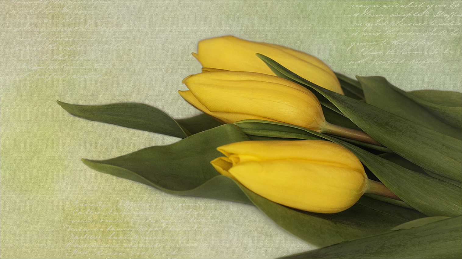 Nochmals die gelben Tulpen...